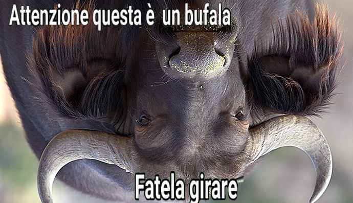 La quarantena degli aretini tra truffe e bufale