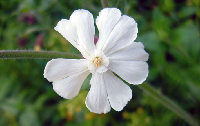 Silene-Stenophulla