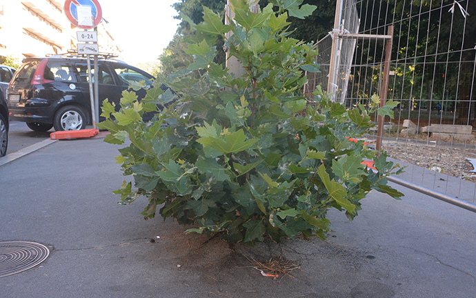 quercia