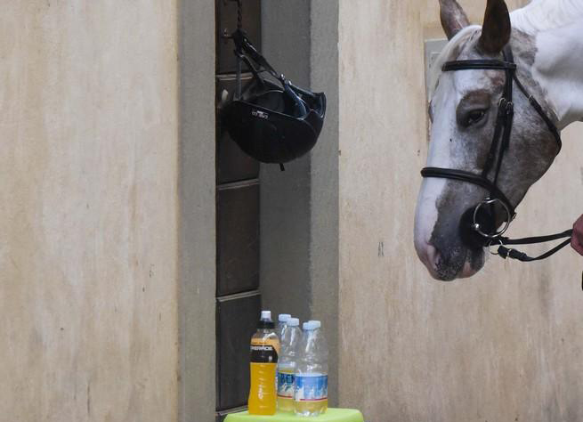 Speciale Giostra del Saracino – cavalli dopati!