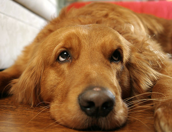Fuori i cani dalla Festa dell’Unità