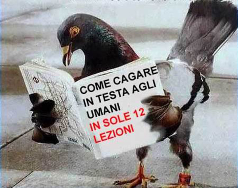 Dimmi come fa un piccione…