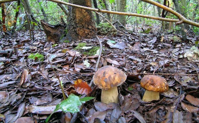 Una mattinata a funghi…