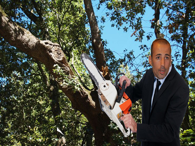 Cucù, i lecci non si tagliano più…