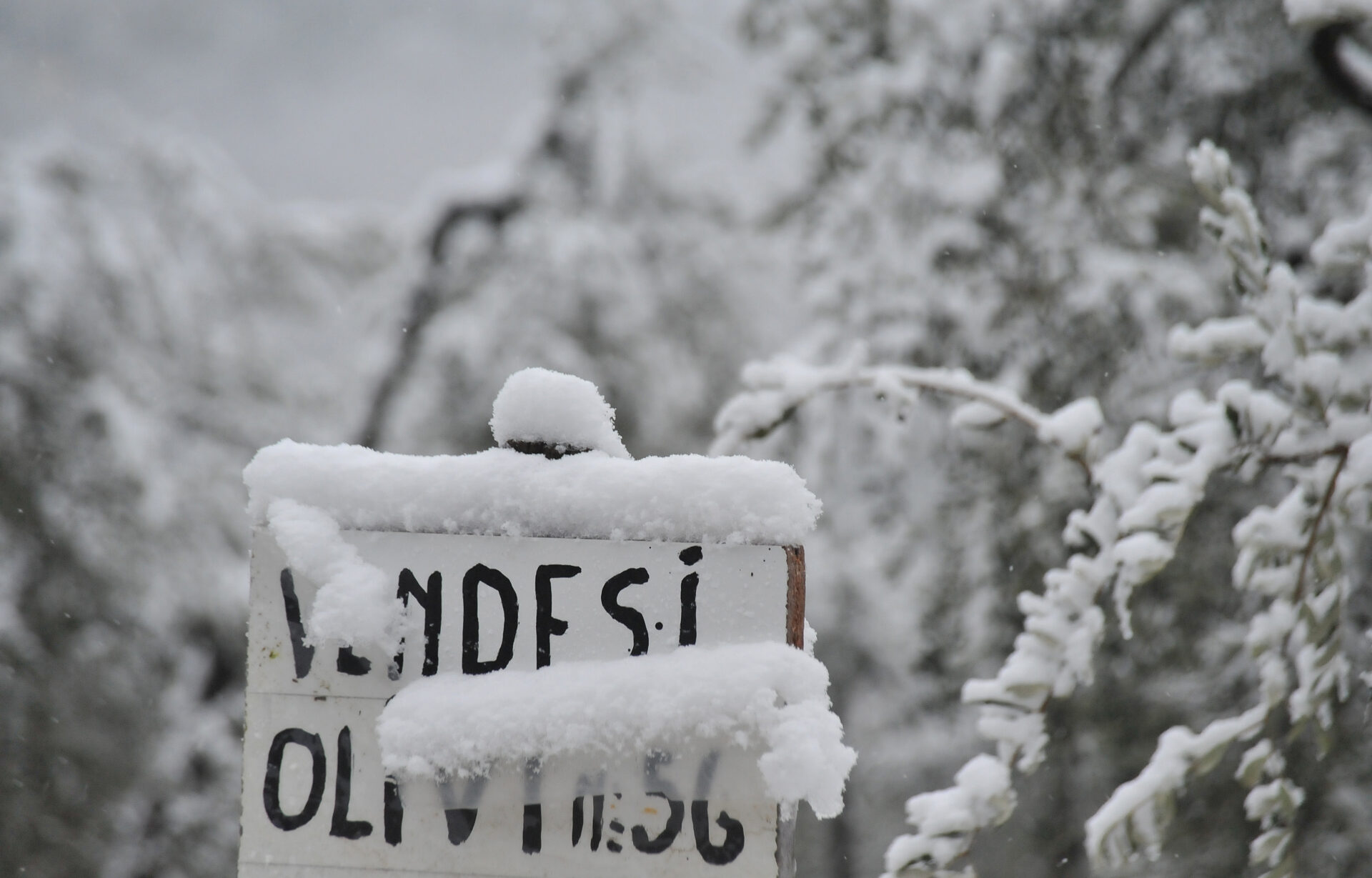 vendesi
