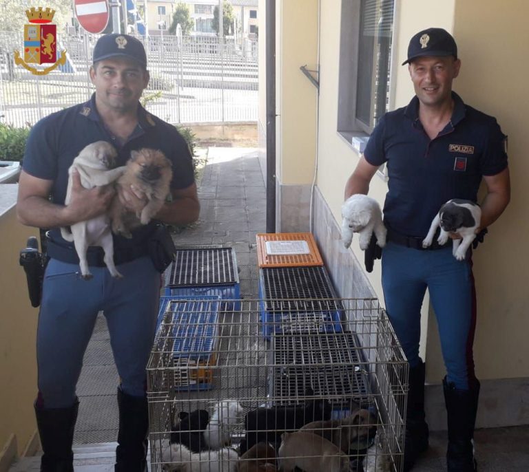 Trasporta 53 cuccioli di cane stipati in 6 gabbie: la Polstrada lo blocca in A1 (Video)