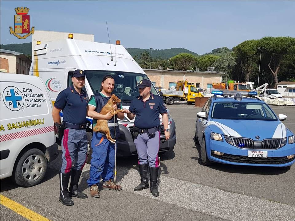 Canina abbandonata in A-1 sotto il sole - la Polstrada interviene per salvarla