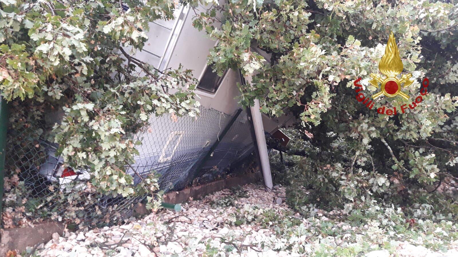 Marciano cade quercia secolare e distrugge un camper