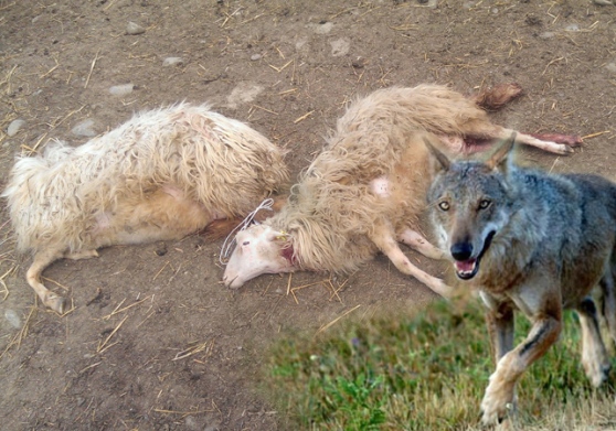 Lupi assaltano pecore di un’azienda agricola in Valdichiana