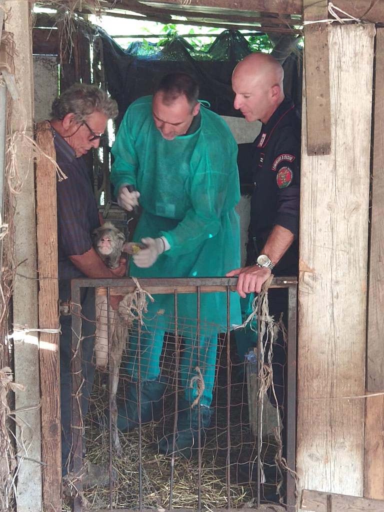 Allevamento di capre e pecore sottratto per maltrattamento al proprio allevatore Allevamento di capre e pecore sottratto al proprio allevatore per maltrattamento