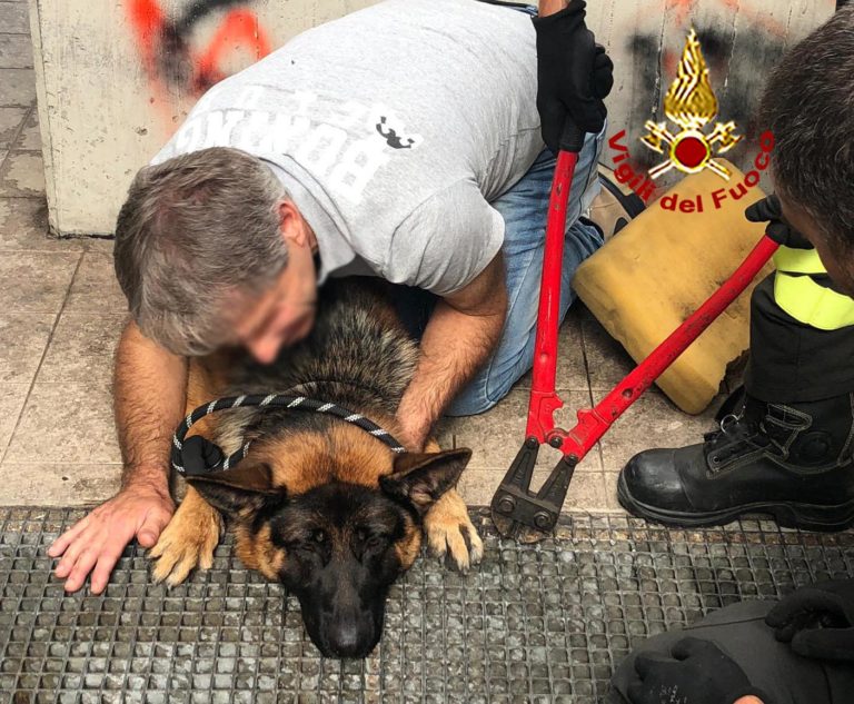 Cane rimane incastrato in una grata di ferro, liberato dai Vigili del Fuoco