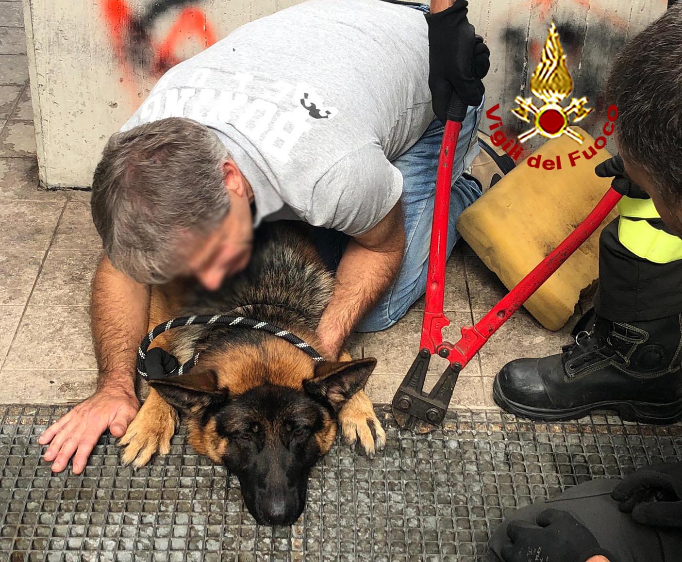 Cane incastrato e soccorso dai vigili del fuoco