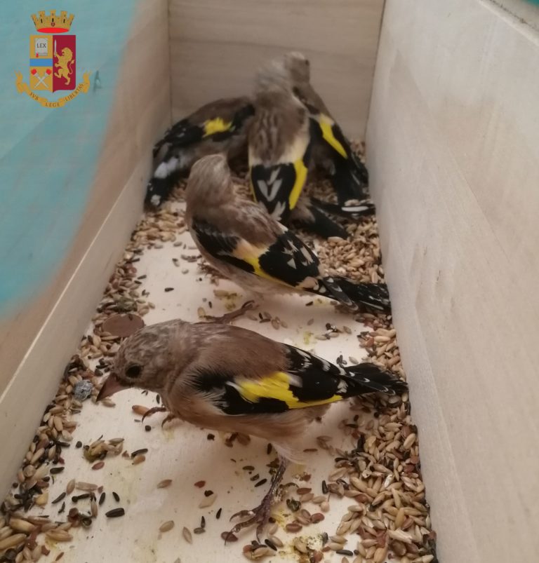 Cattura 5 cardellini per venderli,  fermato dalla Polstrada, che li libera
