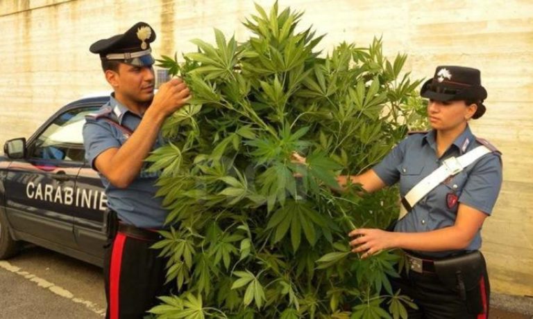 Ortaggi e marijuana nell’orto di casa, bracciante finisce nei guai