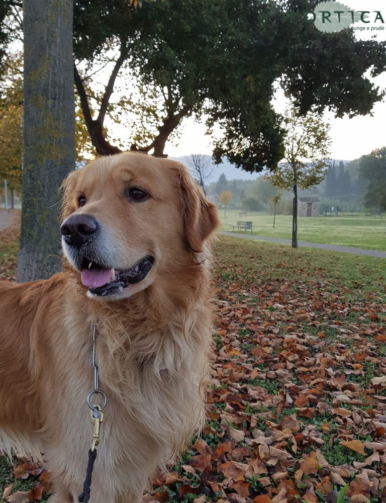 Uno sguardo all’autunno aretino, le foto
