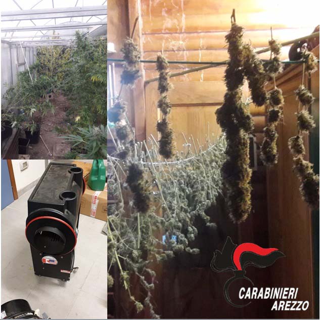 Scoperta piantagione di marijuana, oltre 20 chili di “erba” sequestrata a Ripa di Olmo