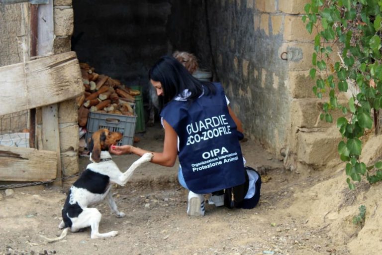 Cinquanta cani salvati dalle guardie Zoofile a Civitella in Valdichiana