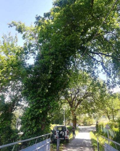 Manutenzione Vingone, cure drastiche per le roverelle,  tratto di strada chiuso per cinque giorni