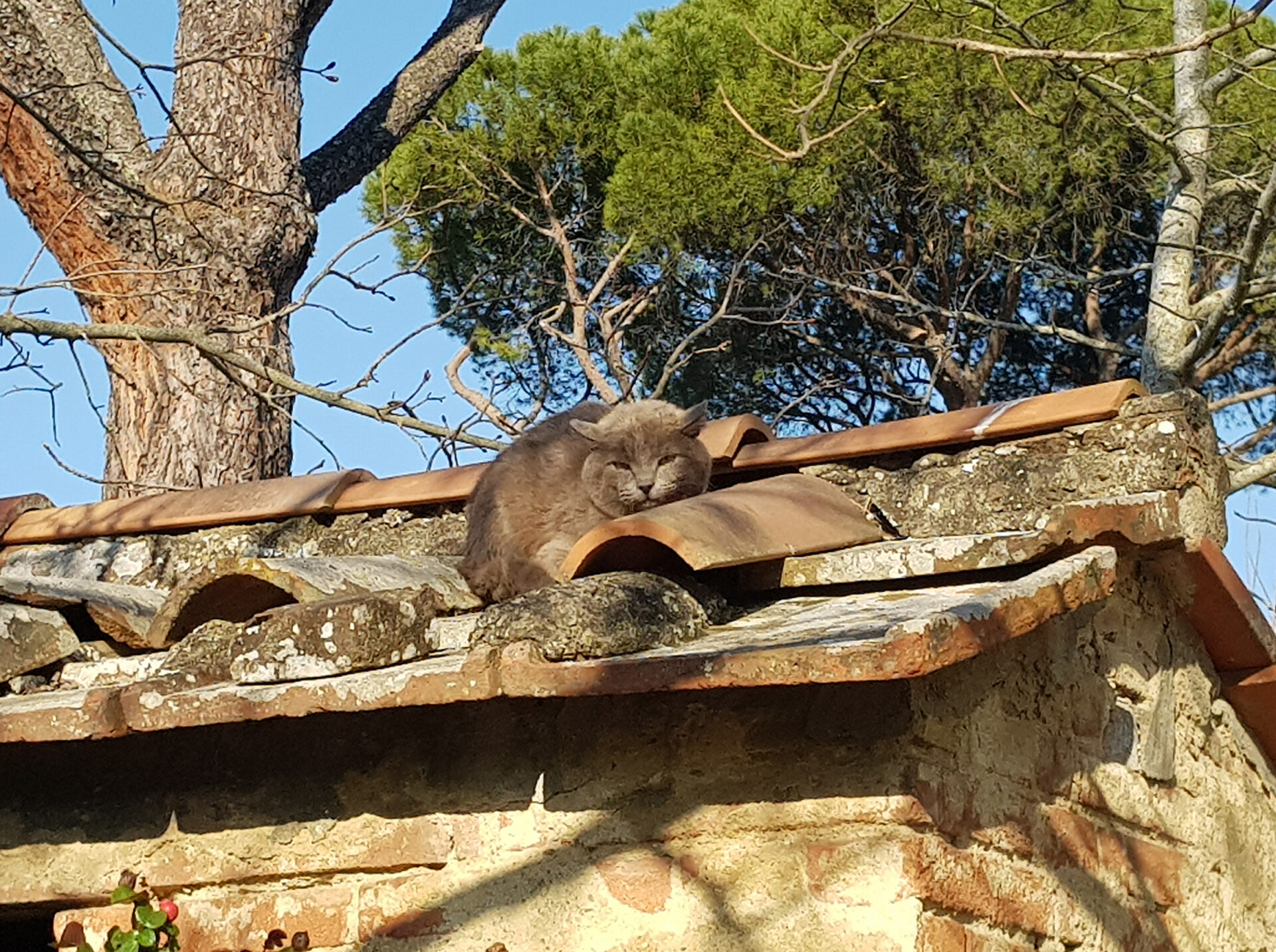 gatto