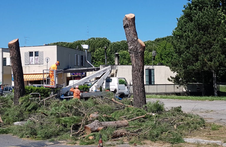 Gli alberi tagliati in via Alfieri (video)