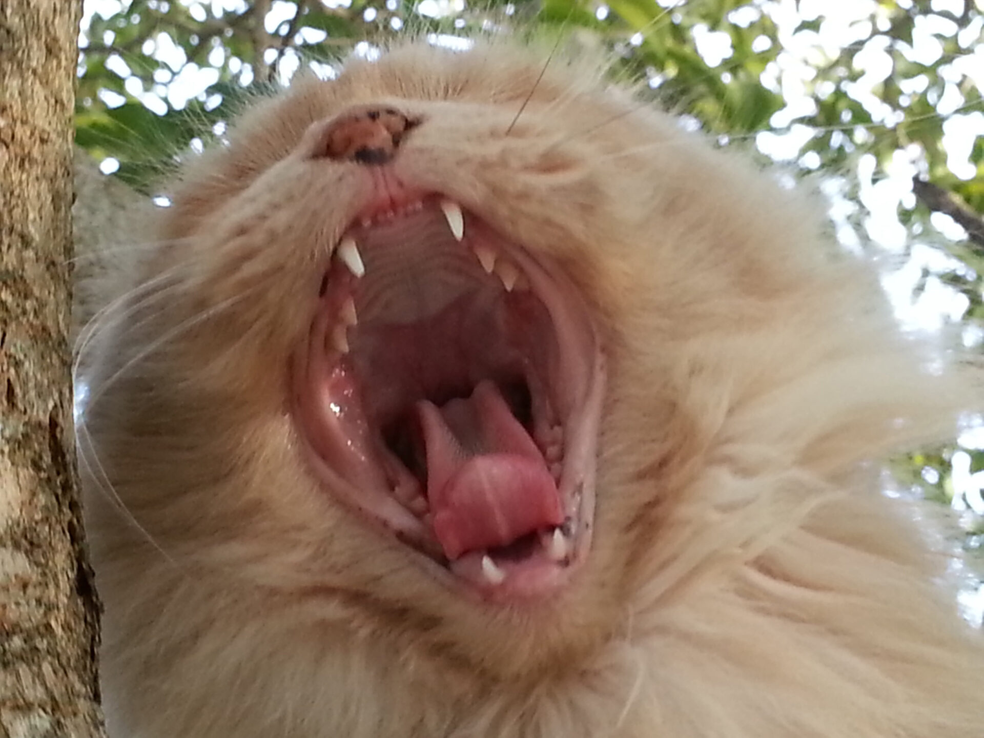 Rocco-Gatto