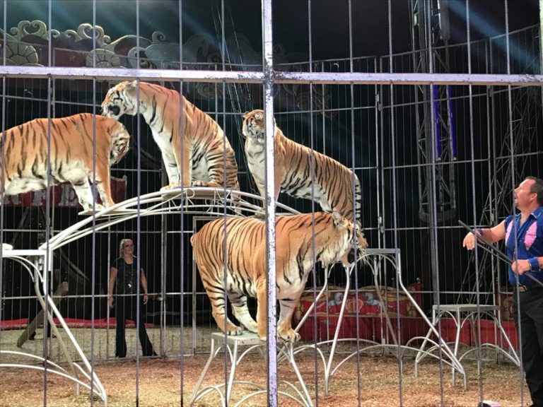 Nuovo regolamento comunale per lo spettacolo viaggiante: focus sul benessere animale e limiti ai circhi con specie esotiche