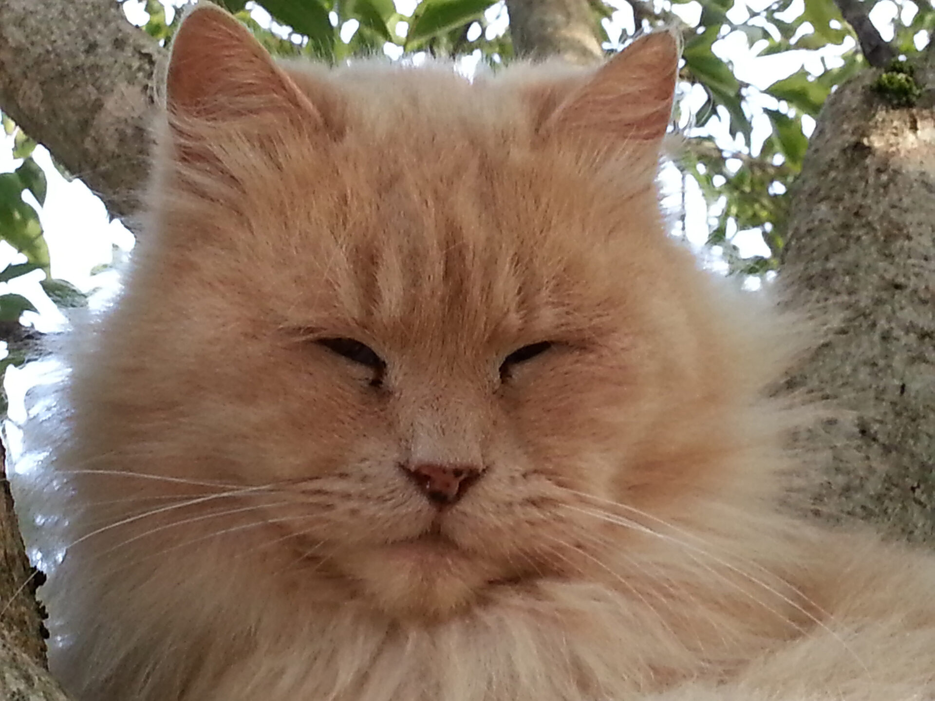 Gatto-Rocco