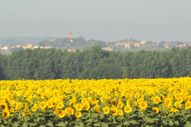 A spasso in Valdichiana : Lucignano, Foiano, Marciano, Civitella, Monte San Savino