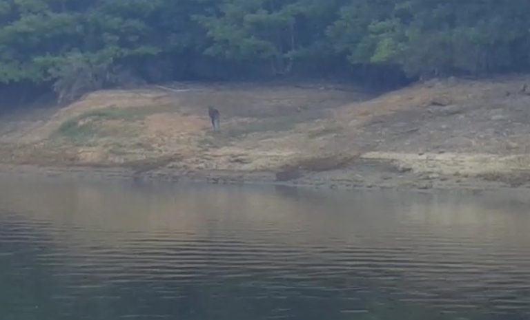 Basta abbandonare canguri in Toscana (Video)