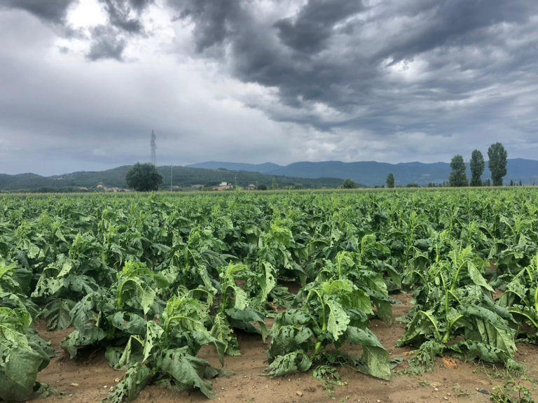Arezzo, le notizie di oggi: 4 Agosto