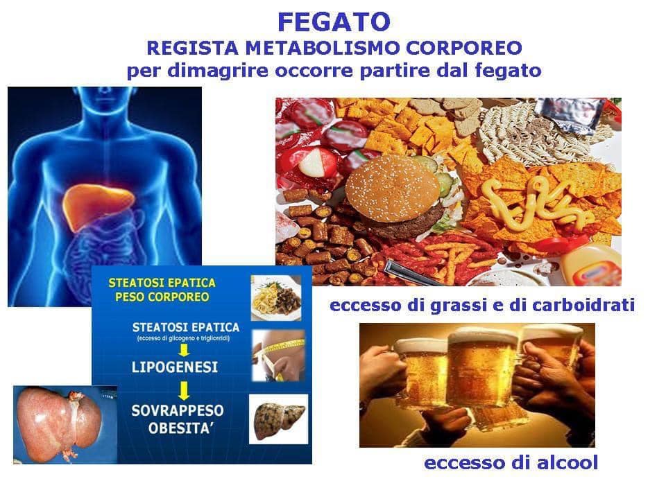 fegato
