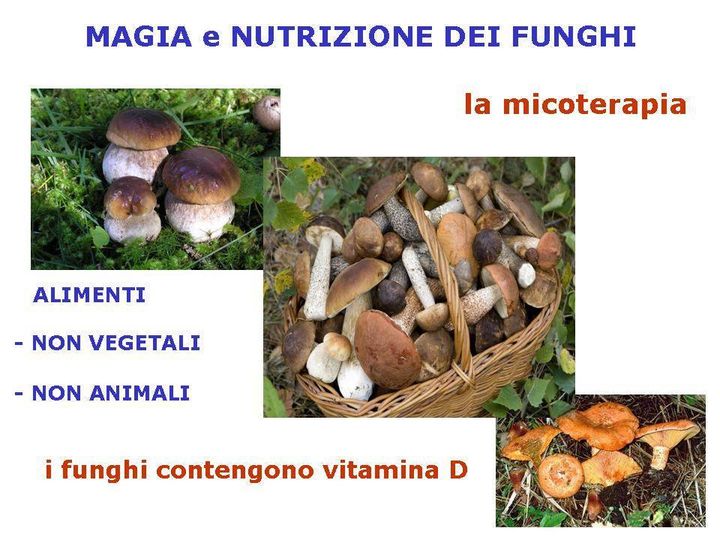 Magia e nutrizione dei funghi, alimenti non vegetali e neppure animali