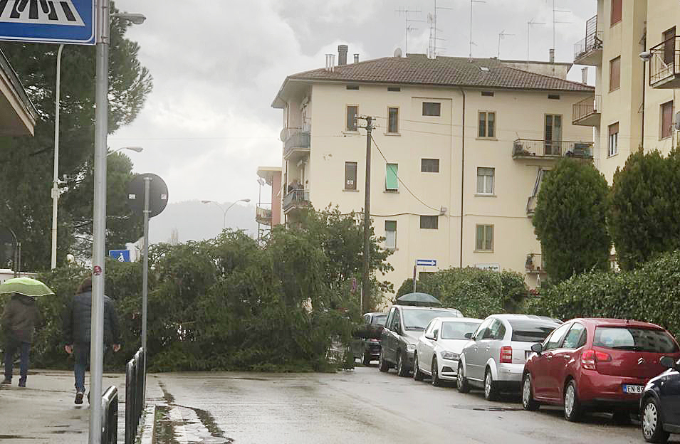 albero caduto via tagliamento