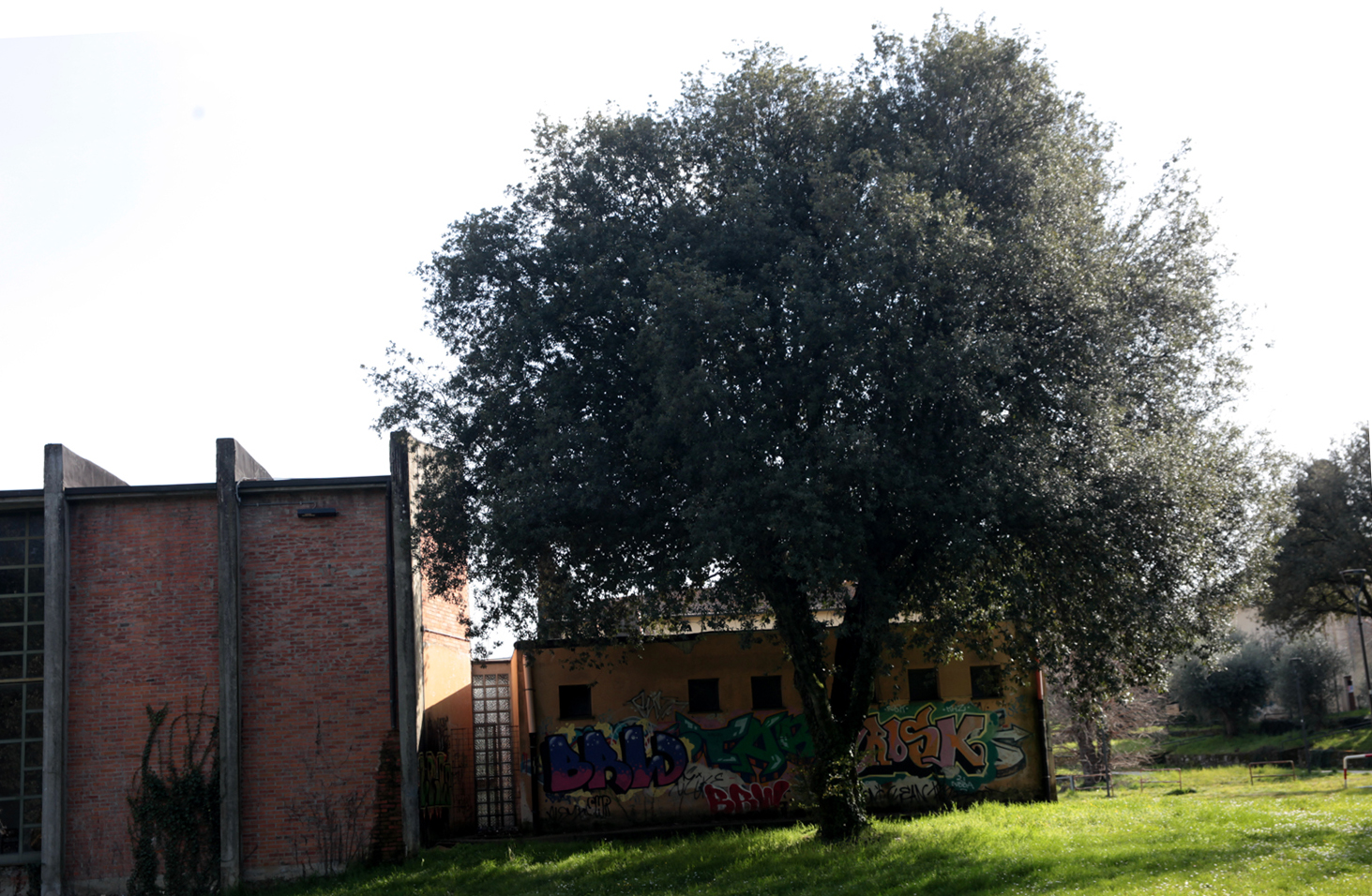 Pionta (30)
