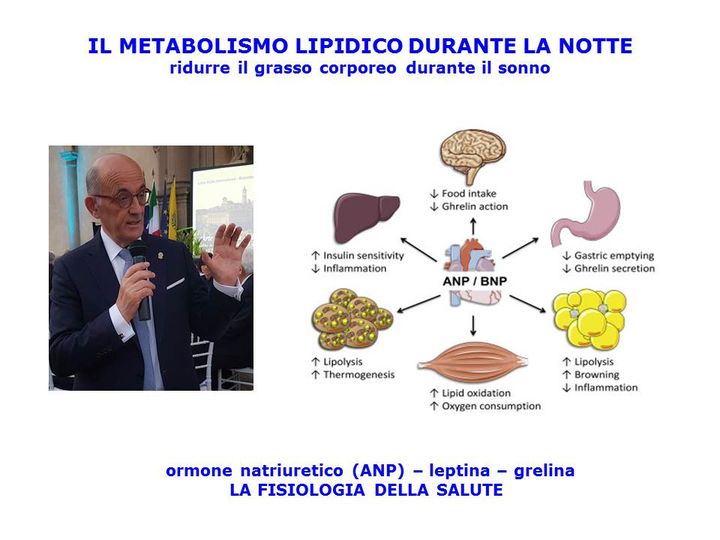 Il metabolismo notturno