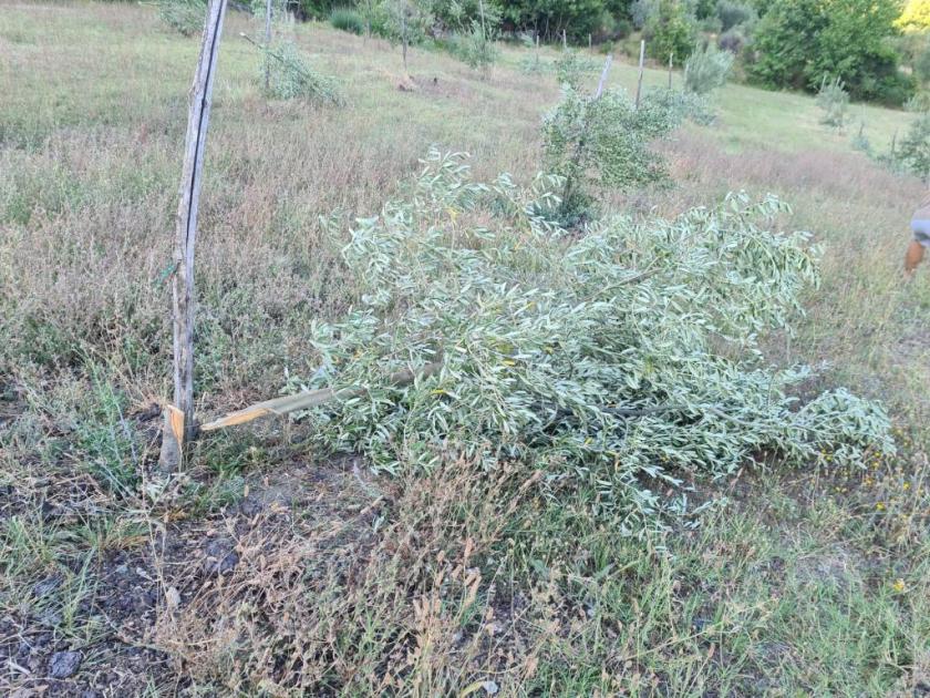 Vandali tagliano170 piante di olivi a Caprese Michelangelo