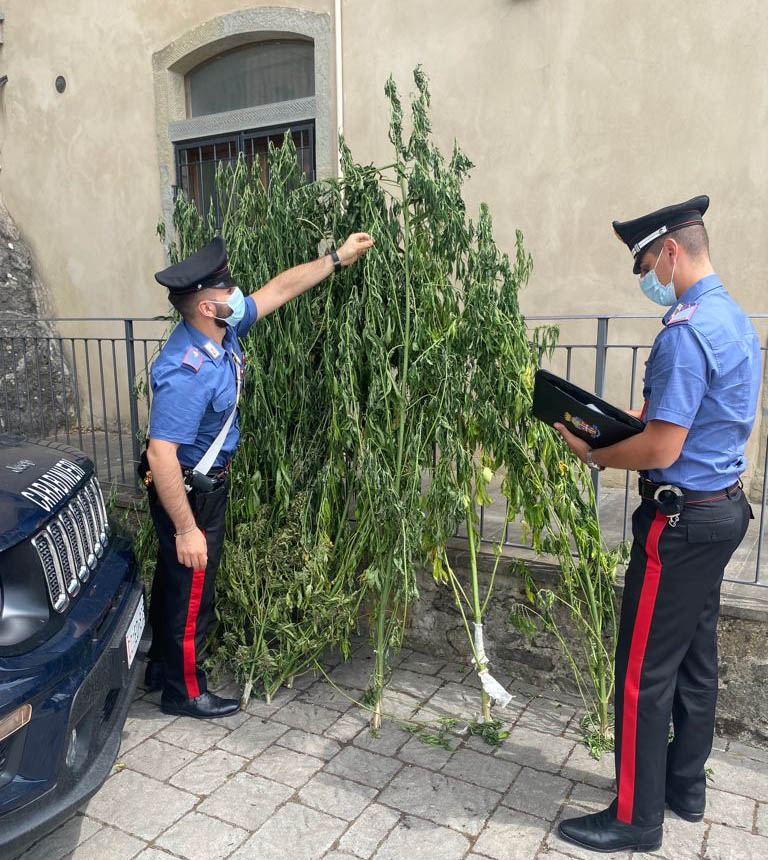 piante di marijuana sequestrate