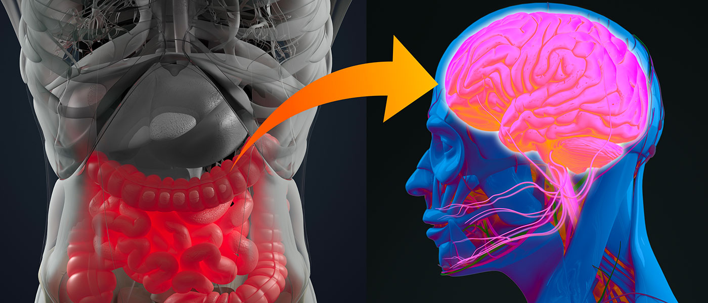Intestino e cervello
