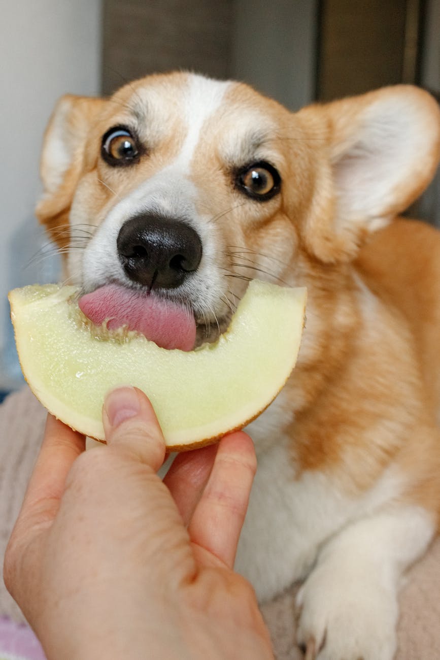 Corretta alimentazione del cane, gli errori più banali sono un rischio per il suo benessere