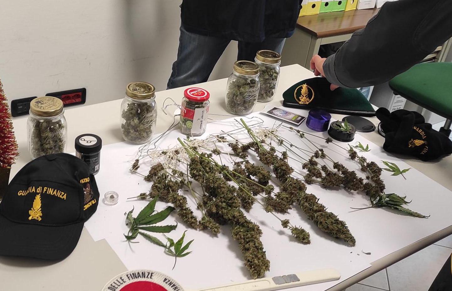 Finanzieri scoprono piantagione “casalinga” di marijuana denunciato un giovane montevarchino