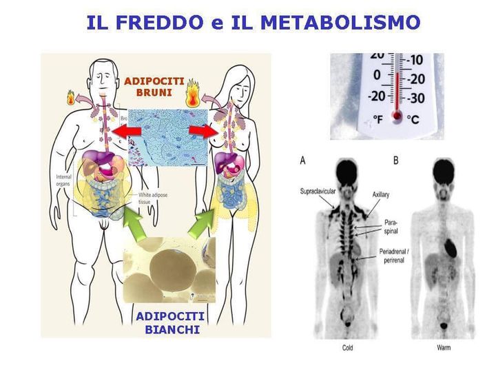 Il freddo e il grasso corporeo
