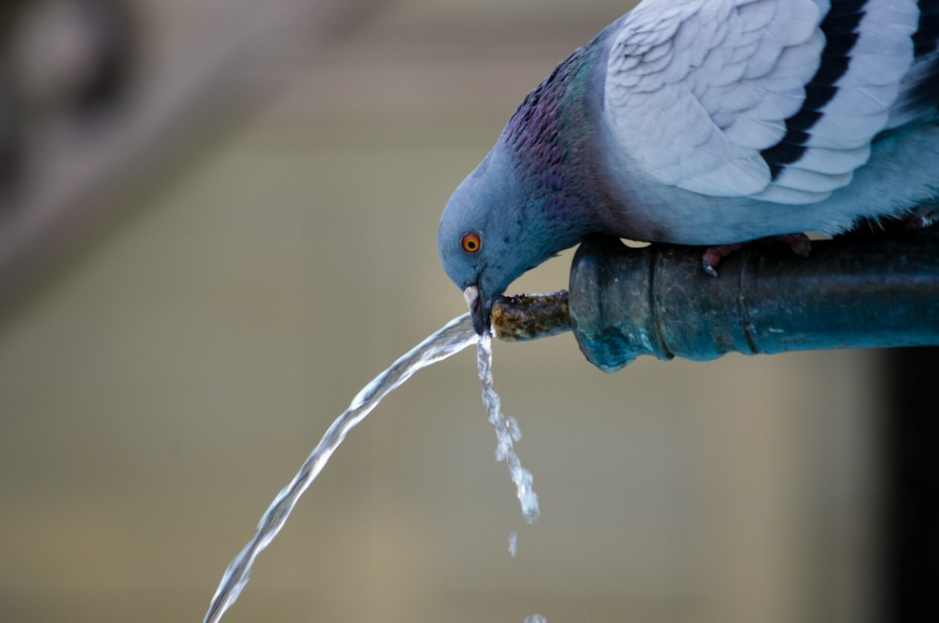 acqua