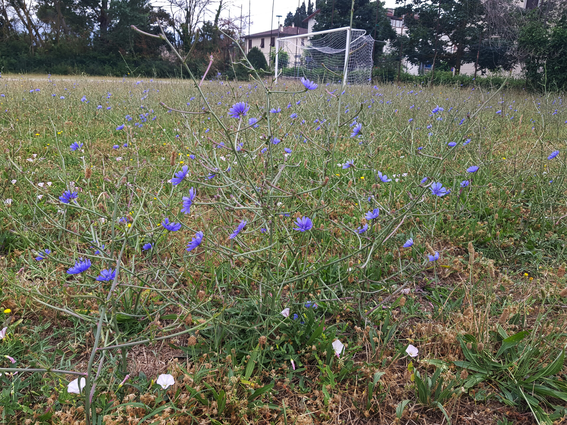 campo da calcio1
