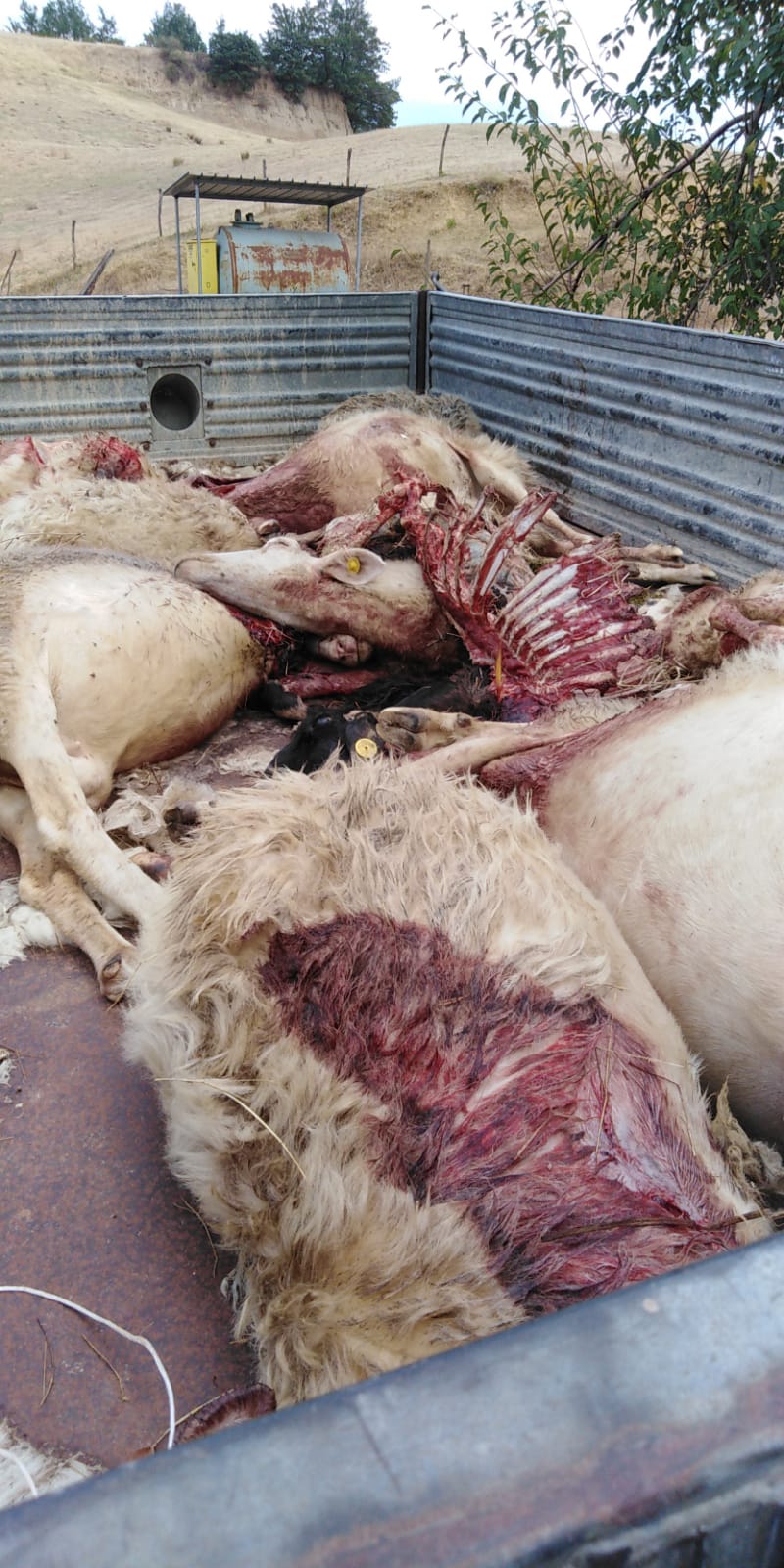 Strage lupo