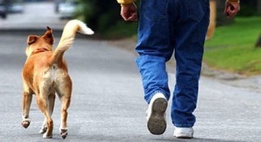 cane senza guinzaglio al parco