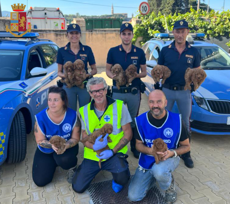 Arezzo, salvati dalla Polizia di Stato 10 cuccioli di barboncino destinati al mercato nero