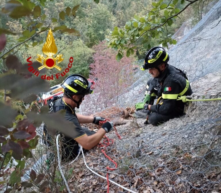 I vigili del fuoco salvano un capriolo caduto da una parete di circa 30 metri