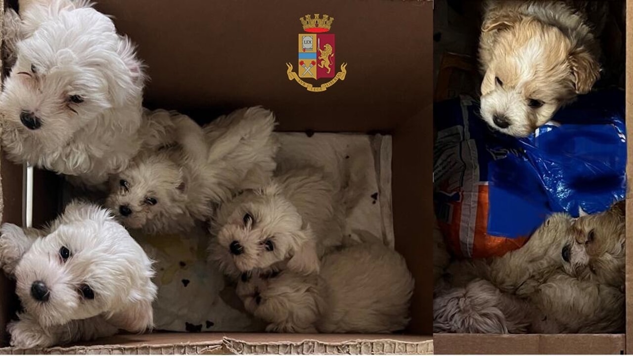 Fermati con 5 cuccioli nel bagagliaio dell'auto, denunciati per traffico di animali
