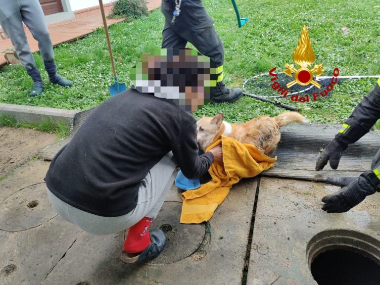Cane cade nella fossa biologica in via Tarlati ad Arezzo: salvato dai vigili del fuoco