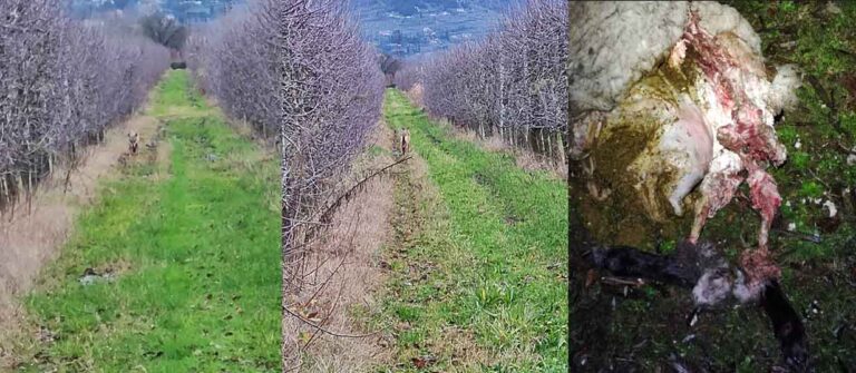 Pieve al Toppo: due lupi sbranano una pecora e feriscono un cavallo
